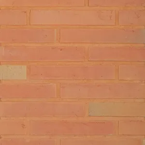 Caramida aparenta Linnaeus Betula