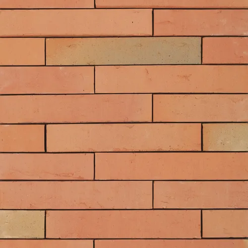 Cărămida Linnaeus Betula